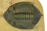 Zlichovaspis Trilobite - Atchana, Morocco #137282-2